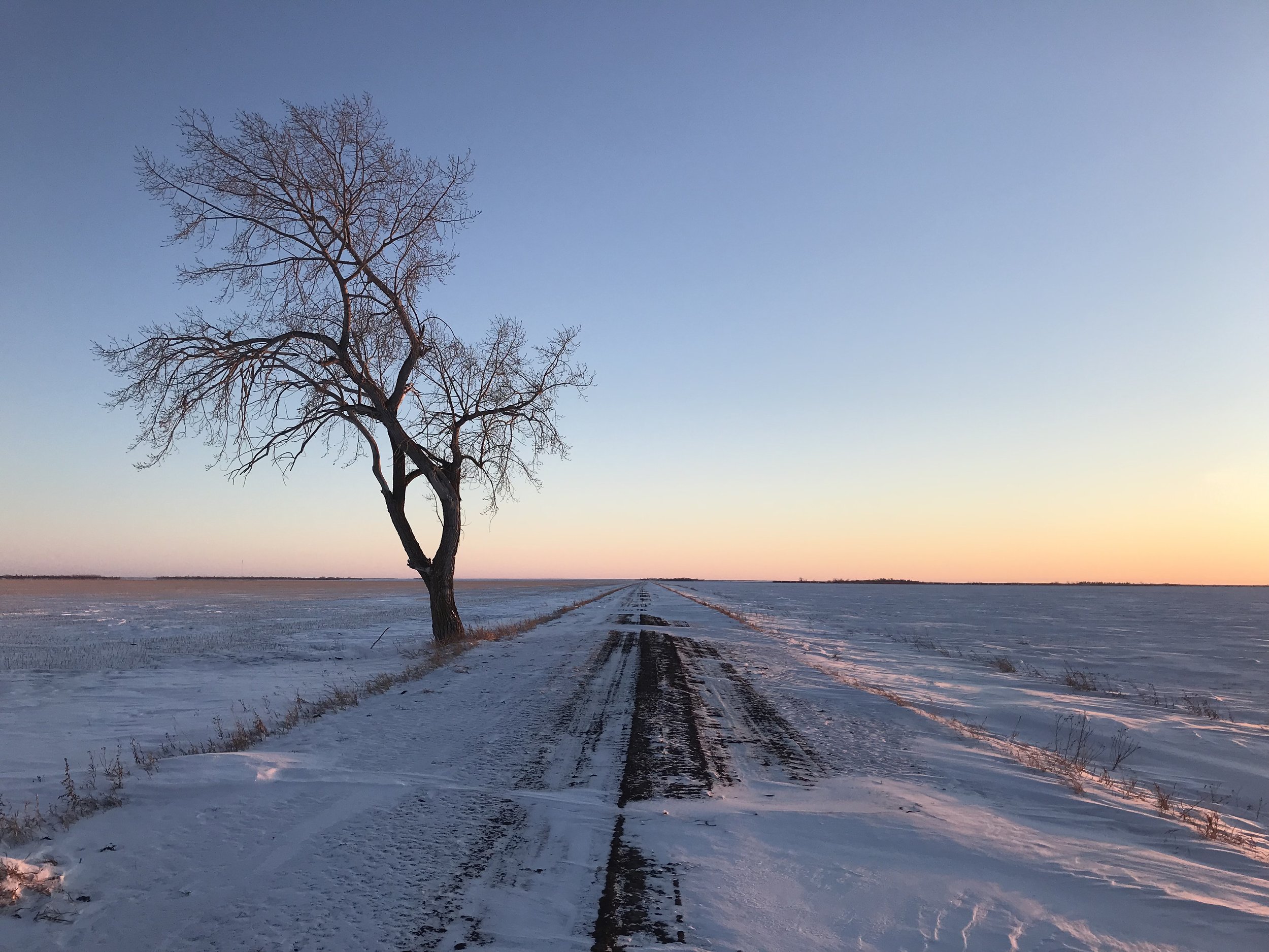 A solitary, leafless tree standing by a snow-covered dirt road in a vast, flat landscape during sunset, with a clear sky and distant horizon.