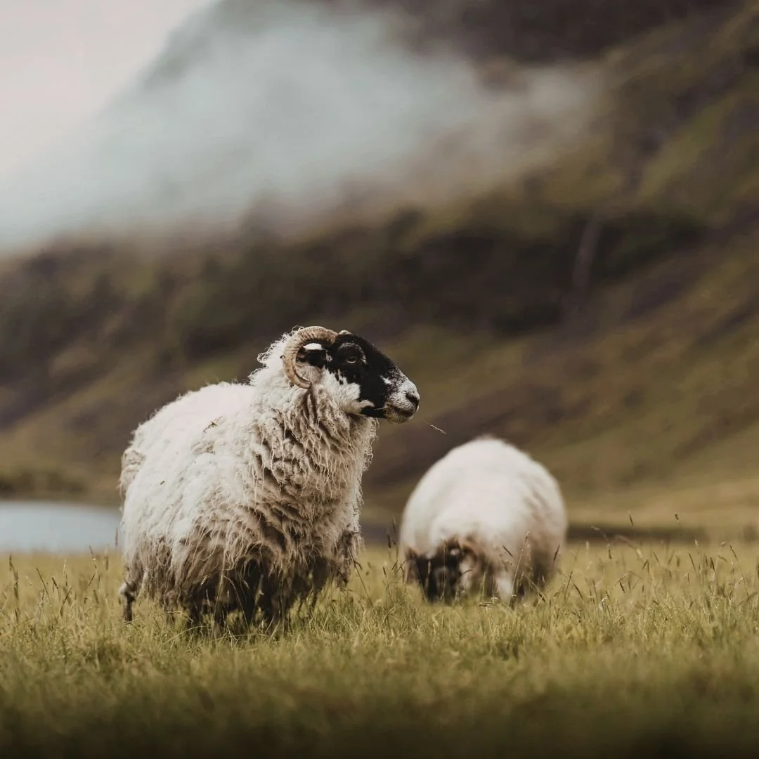 Not Just A Good Shepherd…