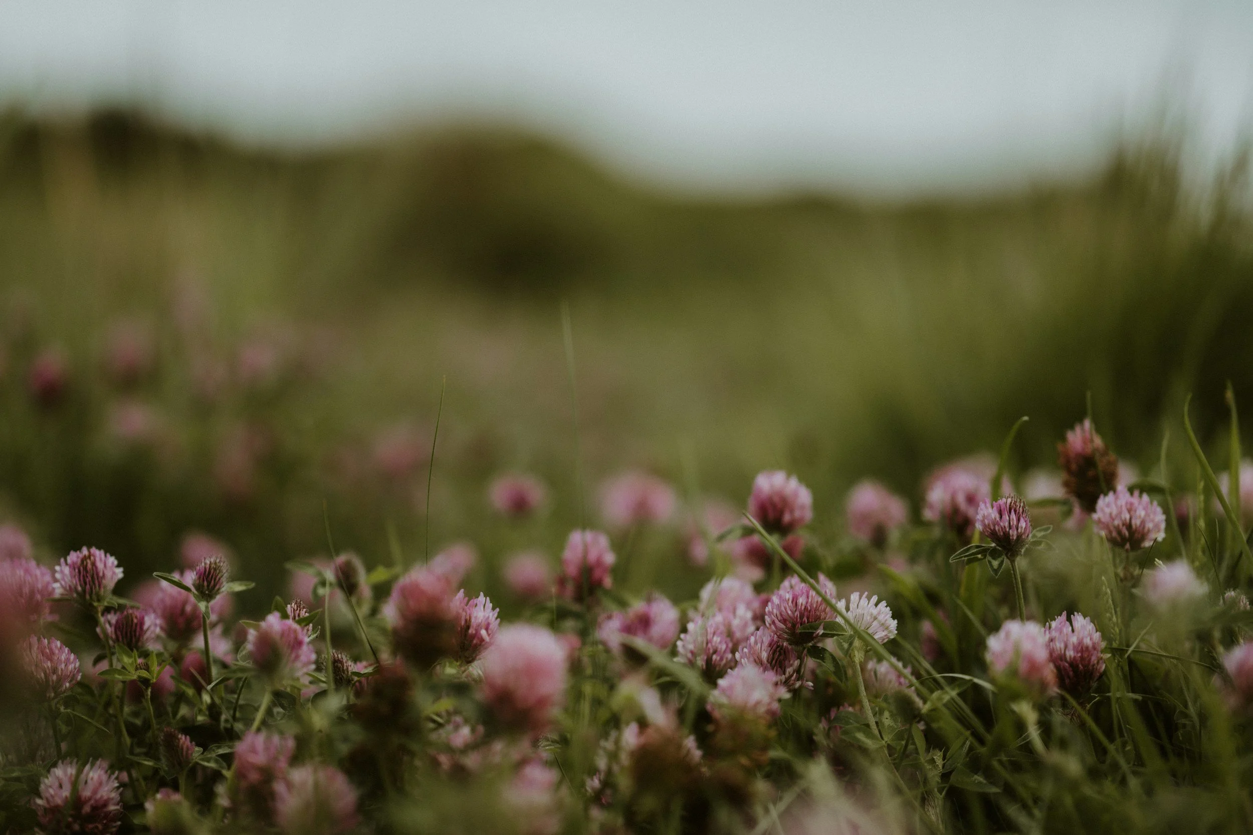 Close-up of pink clover flowers in a field with a blurred background.