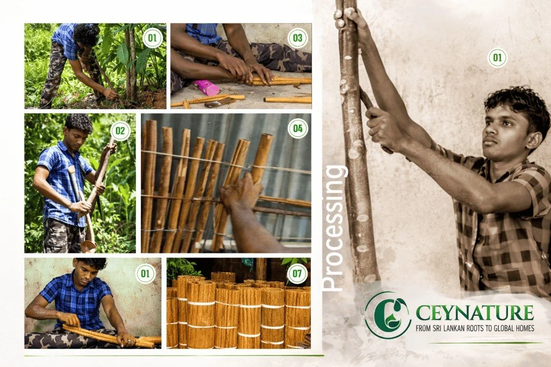 cinnamon processing.jpg