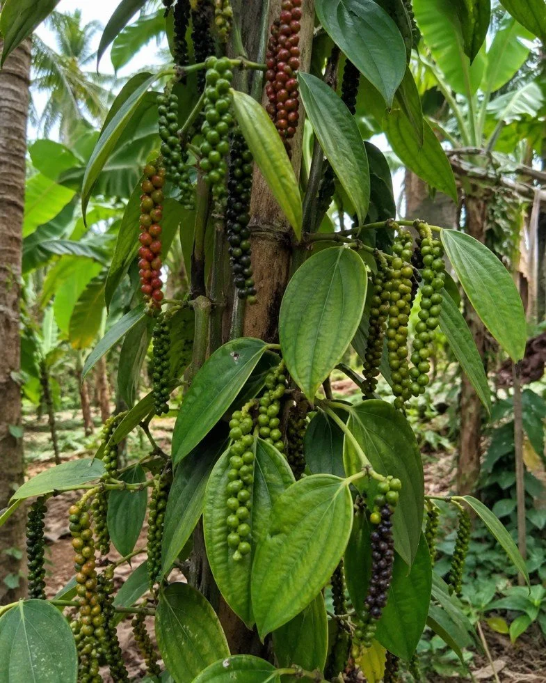 black pepper plant2.jpg