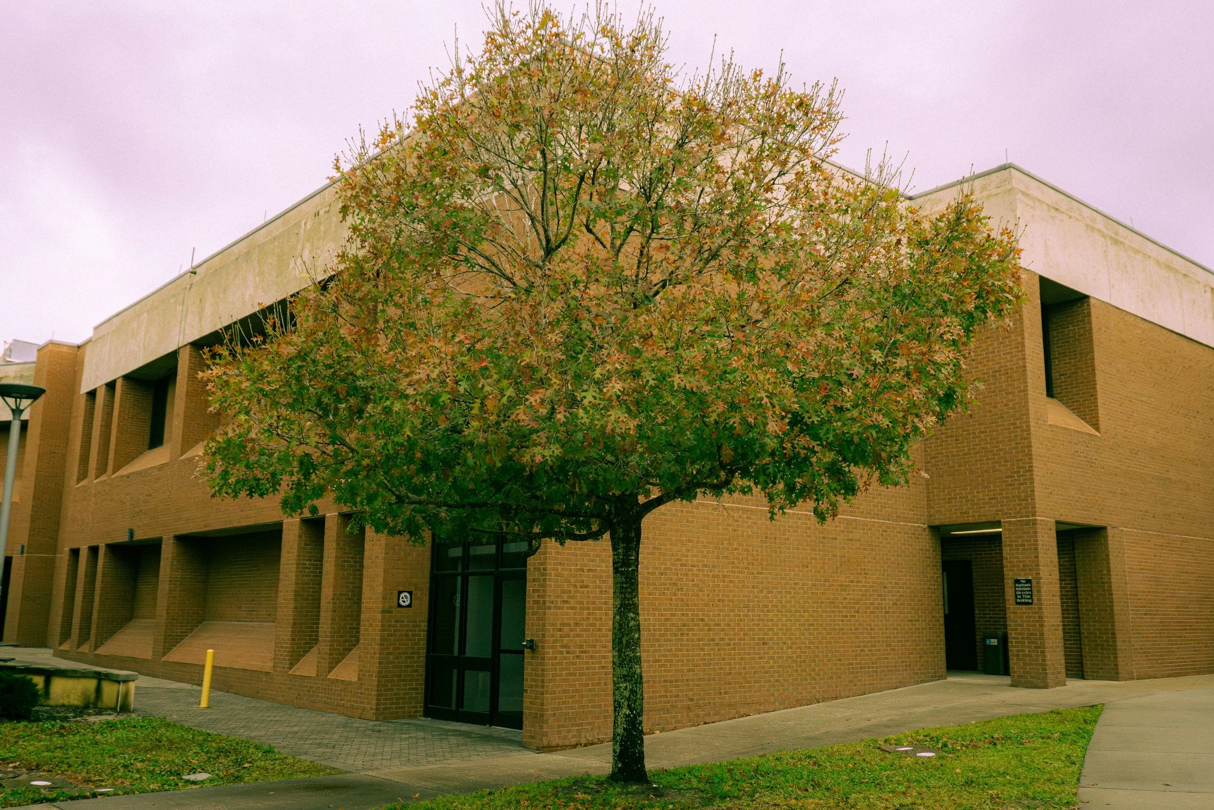 A leafless tree with green and orange leaves growing in front of a brick building on a cloudy day.