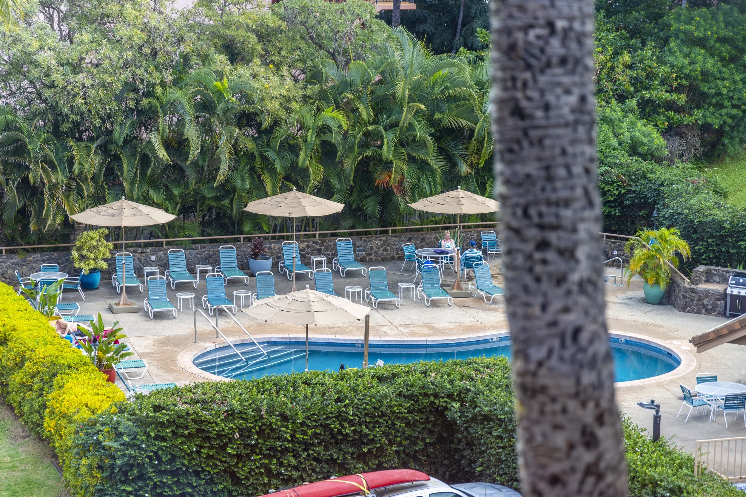A swimming pool area with lounge chairs, umbrellas, and surrounding greenery, seen from behind a palm tree trunk.