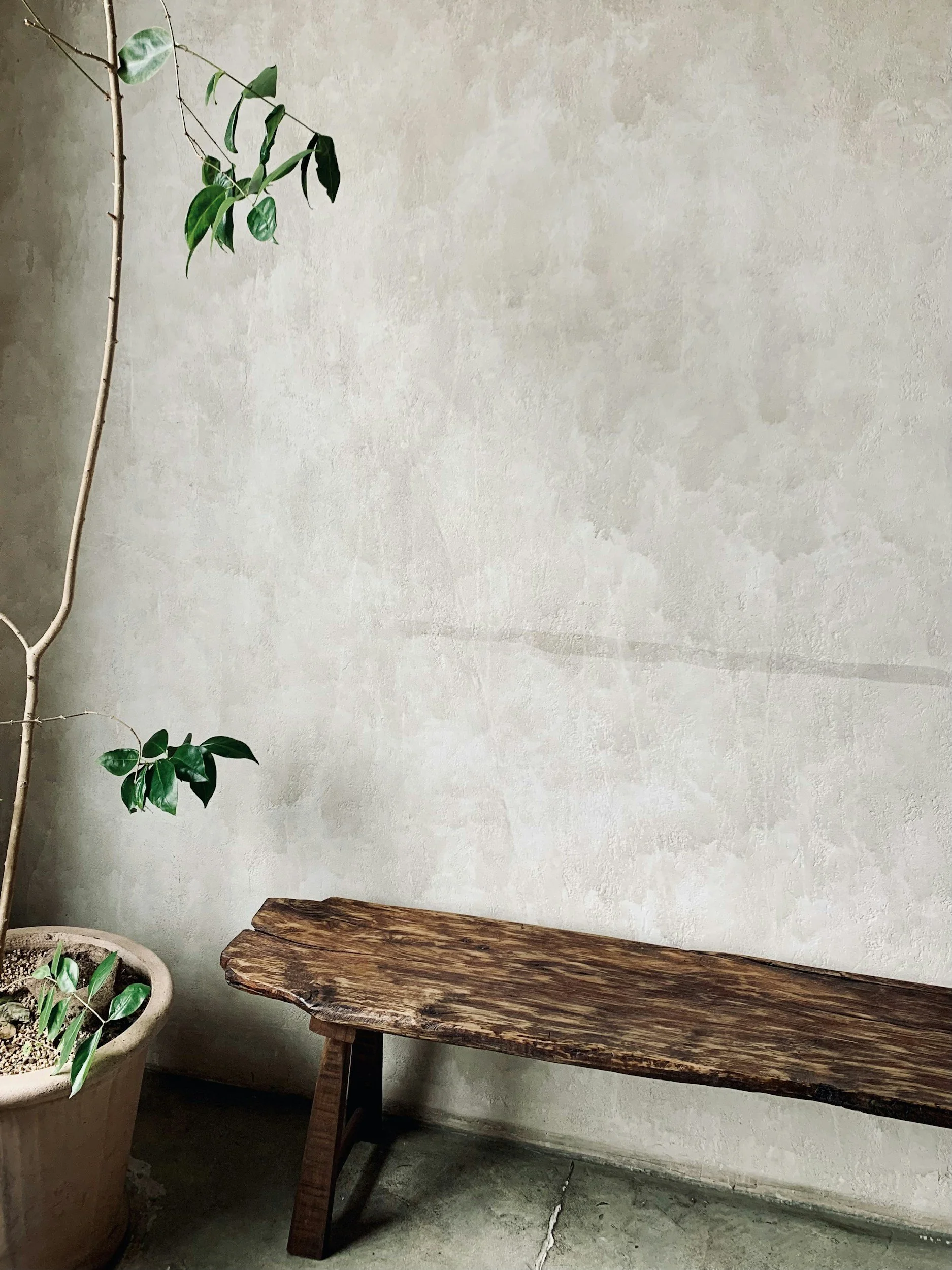 A wooden bench next to a potted plant and a wall with a textured, unfinished look.