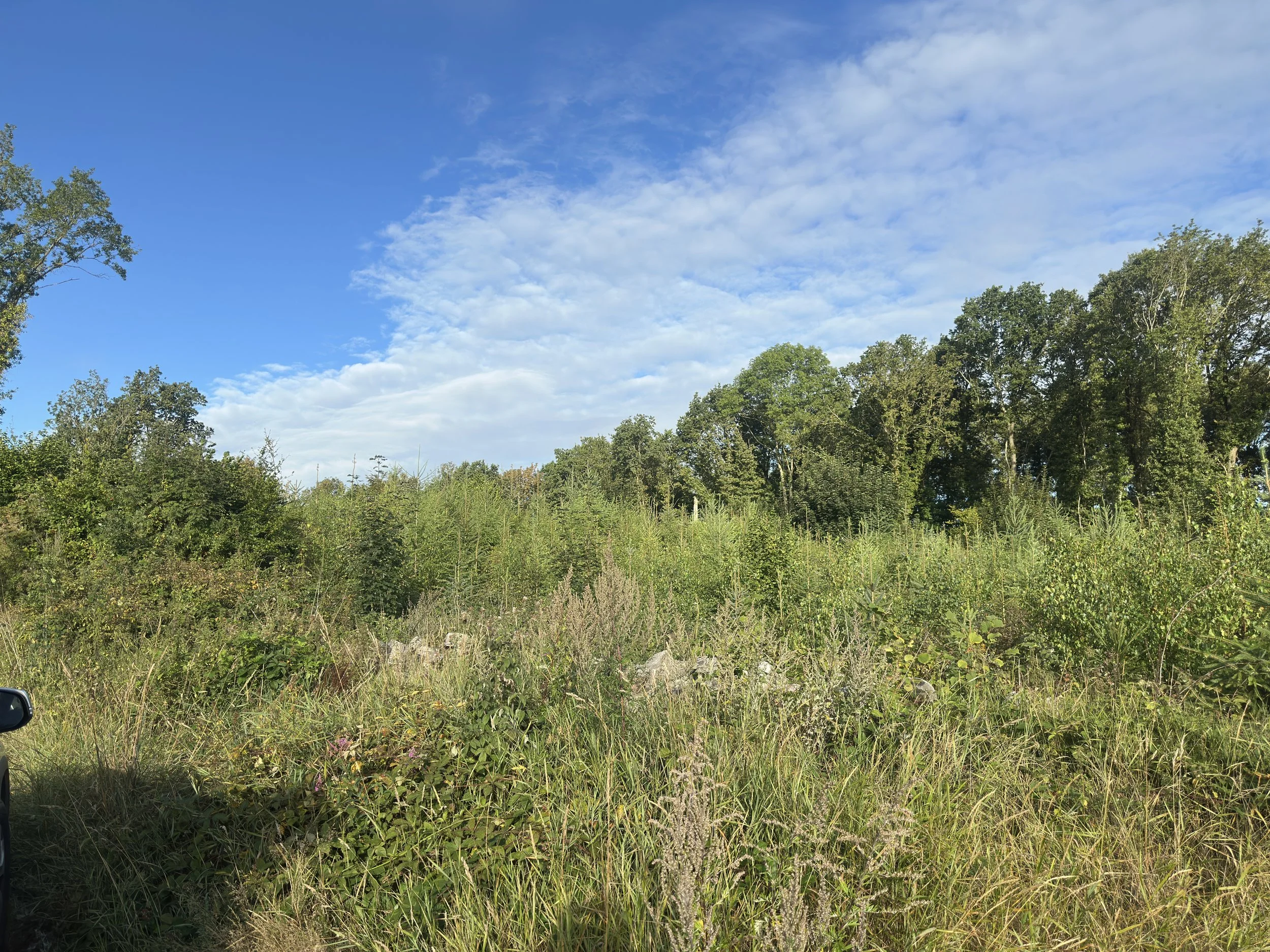 IMG_4434.JPG