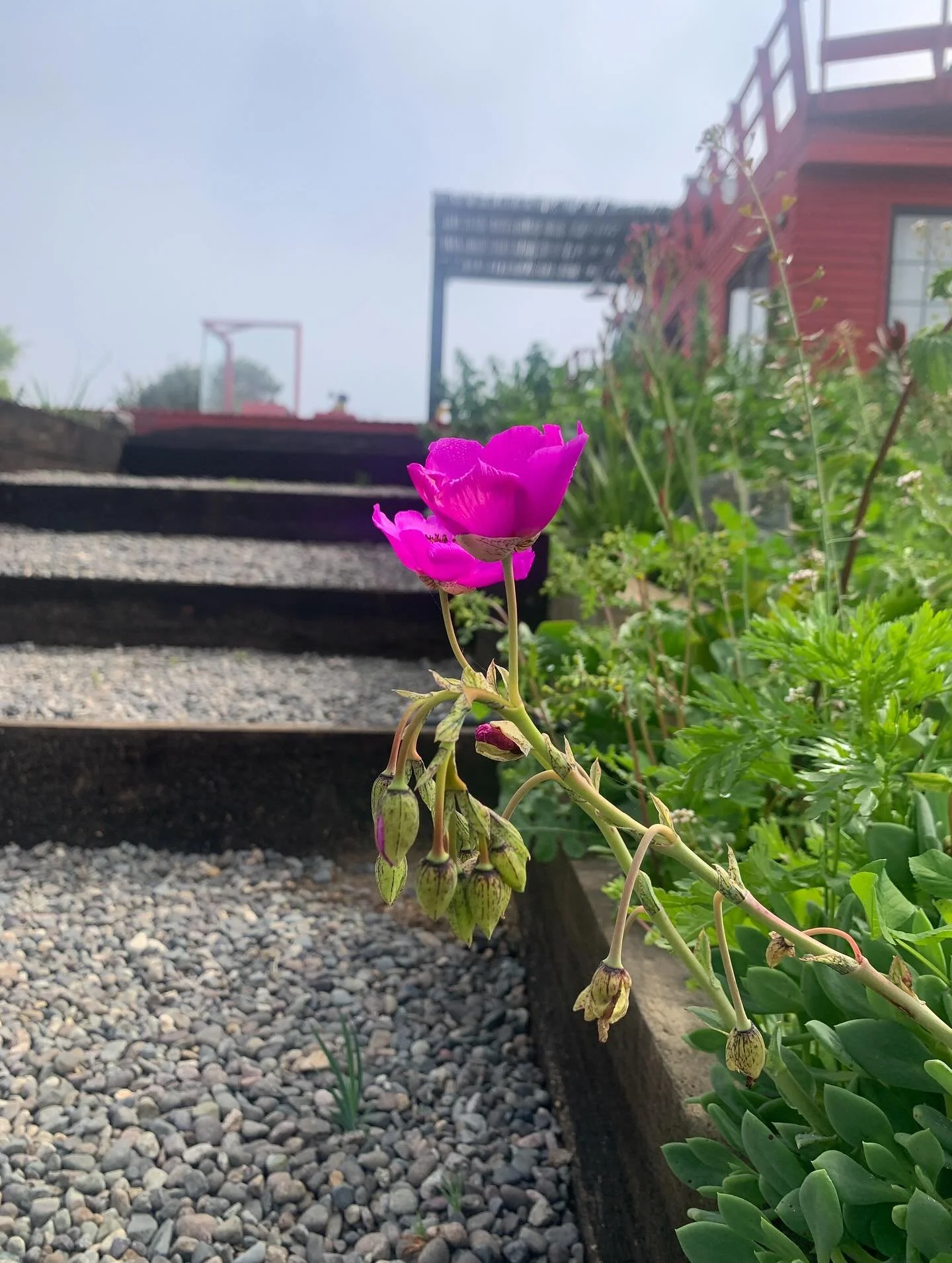 .
Incre&iacute;ble la floraci&oacute;n de este jardin!

Lo que fue el dep&oacute;sito de material en la etapa de construcci&oacute;n de la casa, ahora es un punto lleno de vida, colores y texturas.

Una buena elecci&oacute;n de especies, un correcto 