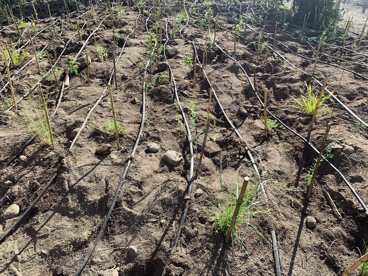 Sistema de riego intensivo para t&eacute;cnica Miyawaki.

Los sistemas de riego son muy variados, y siempre depender&aacute;n de los objetivo del Jard&iacute;n, de la disponibilidad de agua del lugar, de las especies que se elijan, de la &eacute;poca