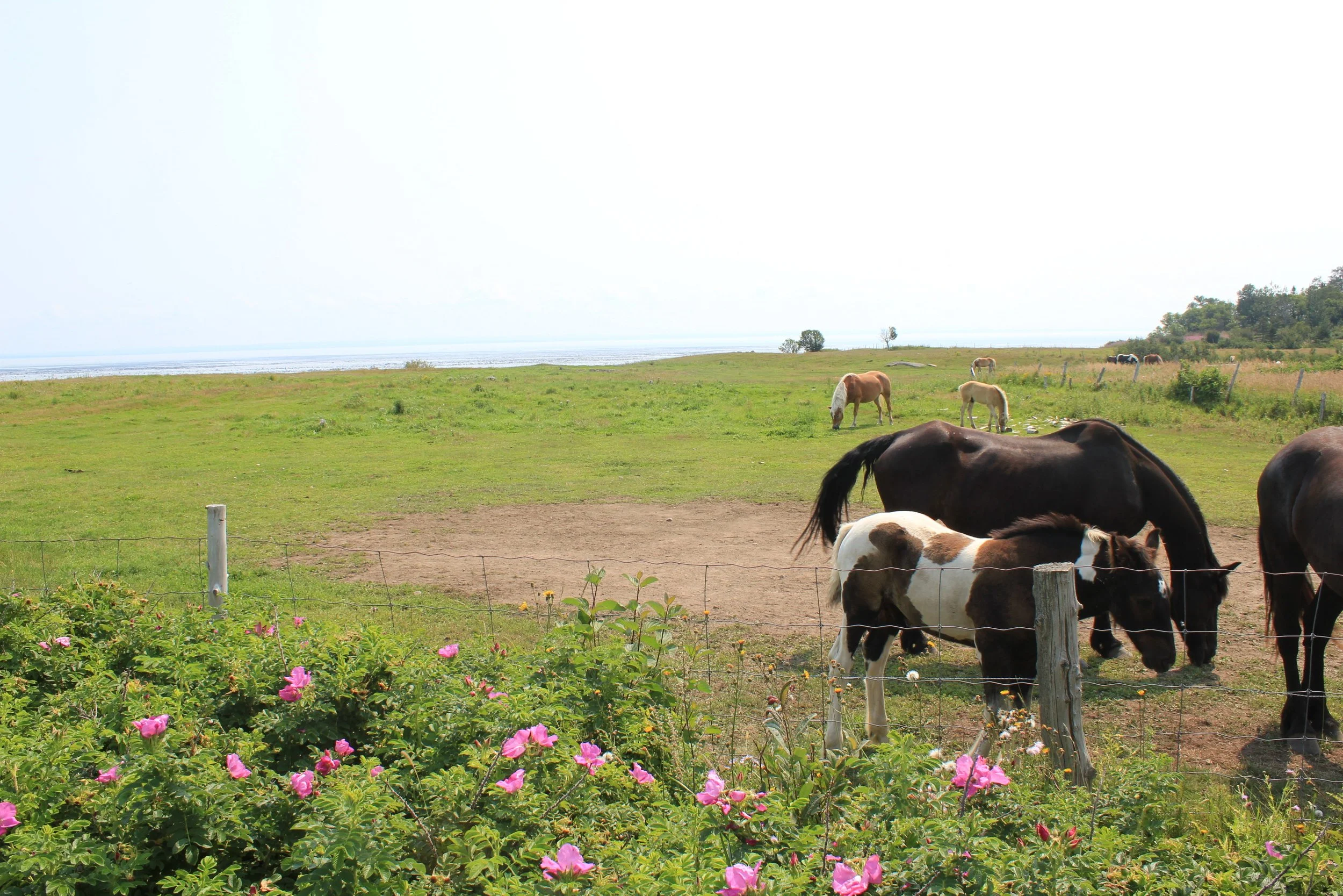 Horses of Tadoussac