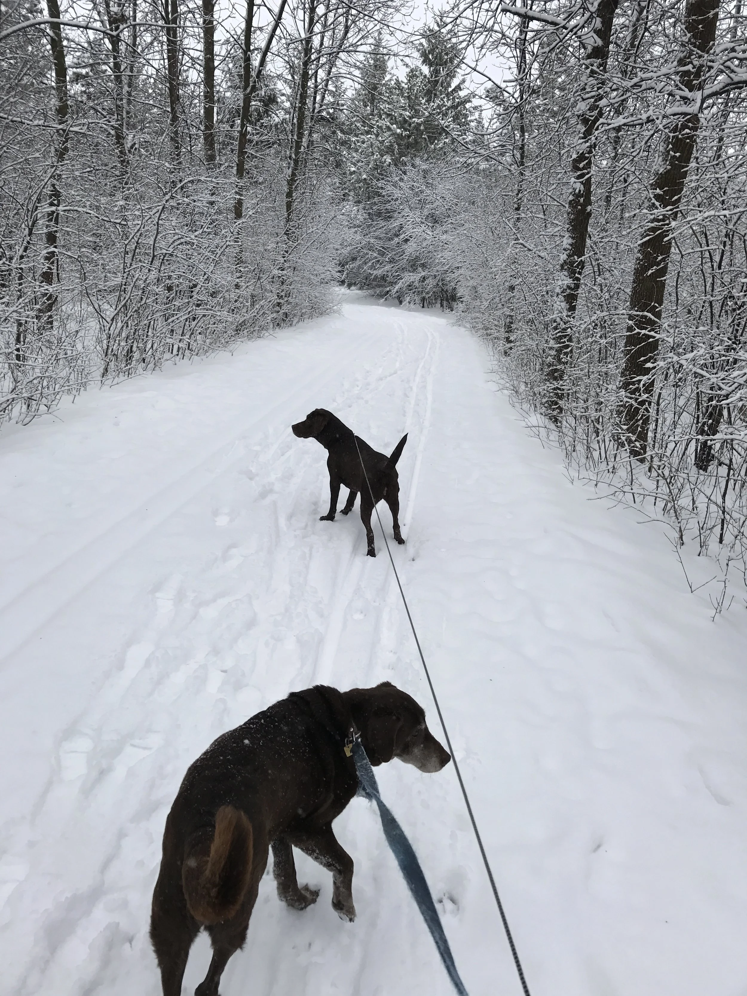 White, cold and beautiful walks with our choc labs