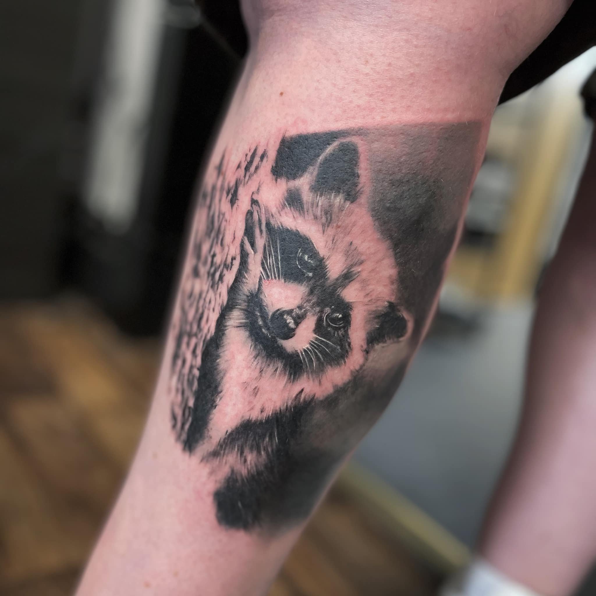 Black and gray tattoo of a raccoon's face on person's arm, with detailed fur and facial features.