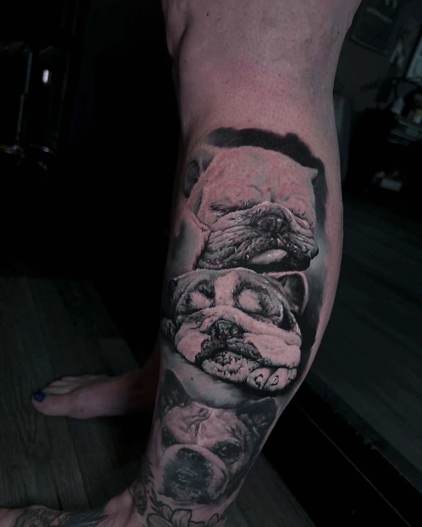 Tattoo of four realistic bulldogs on person's arm, with detailed shading and features.