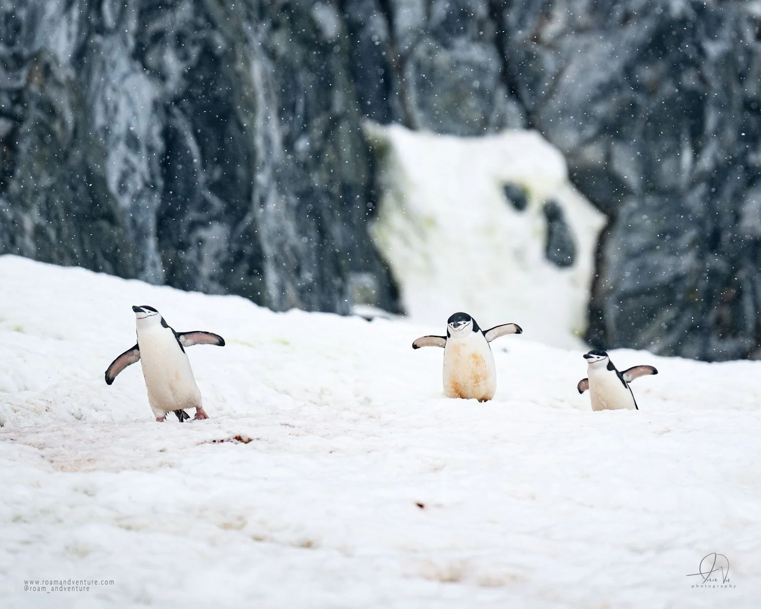 roamandventure.com travel expedition cruise to antarctica chinstrap penguins dancing in snow
