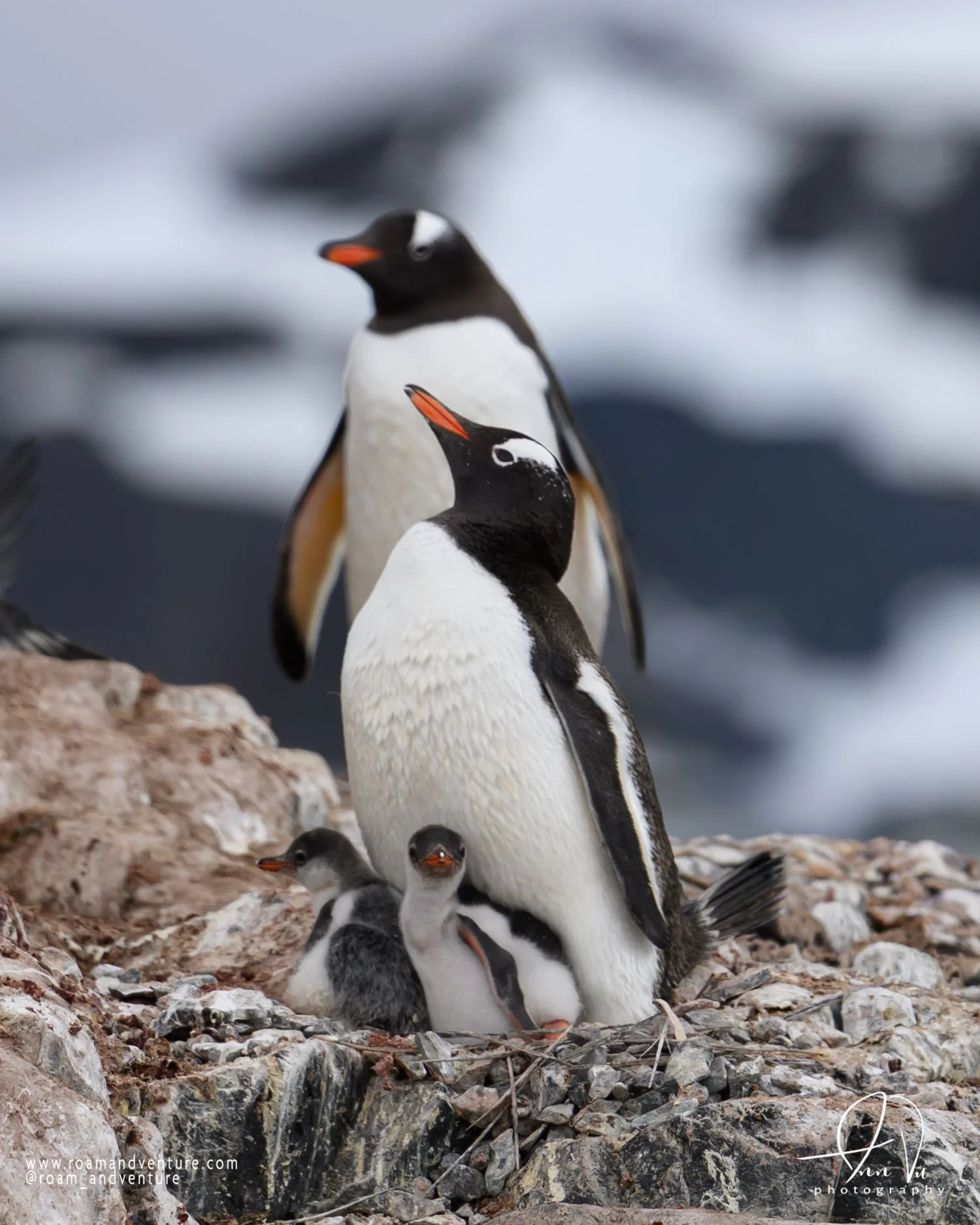 roamandventure.com antarctica expedition cruise baby penguins hatched 