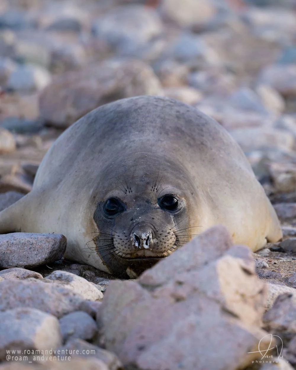 roamandventure.com antarctica cruise expedition weddel seal