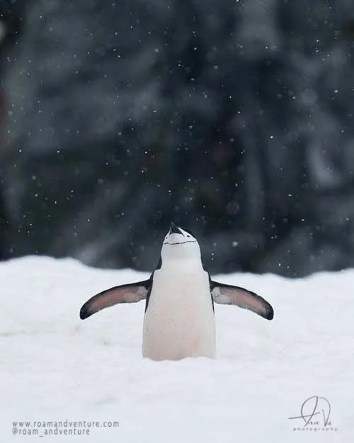 roamandventure.com chinstrap penguin yoga penguin antarctica expedition cruise