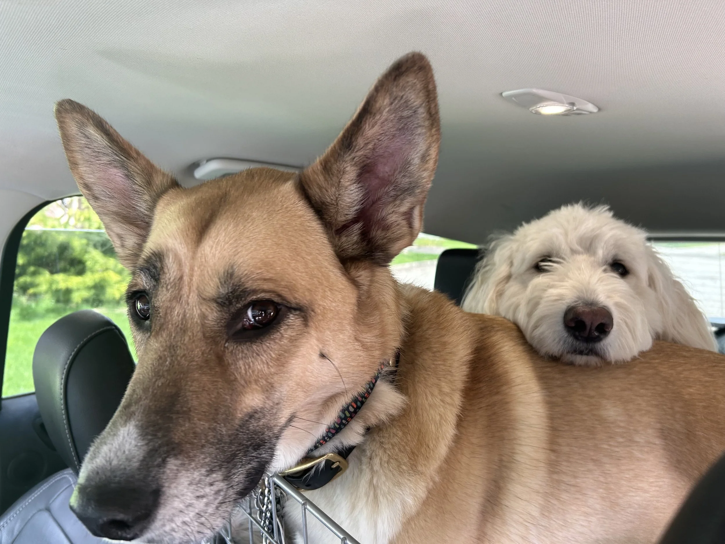 Two dogs snuggling together after a walk with Pooch and Boots dog walking in Oakville Ontario