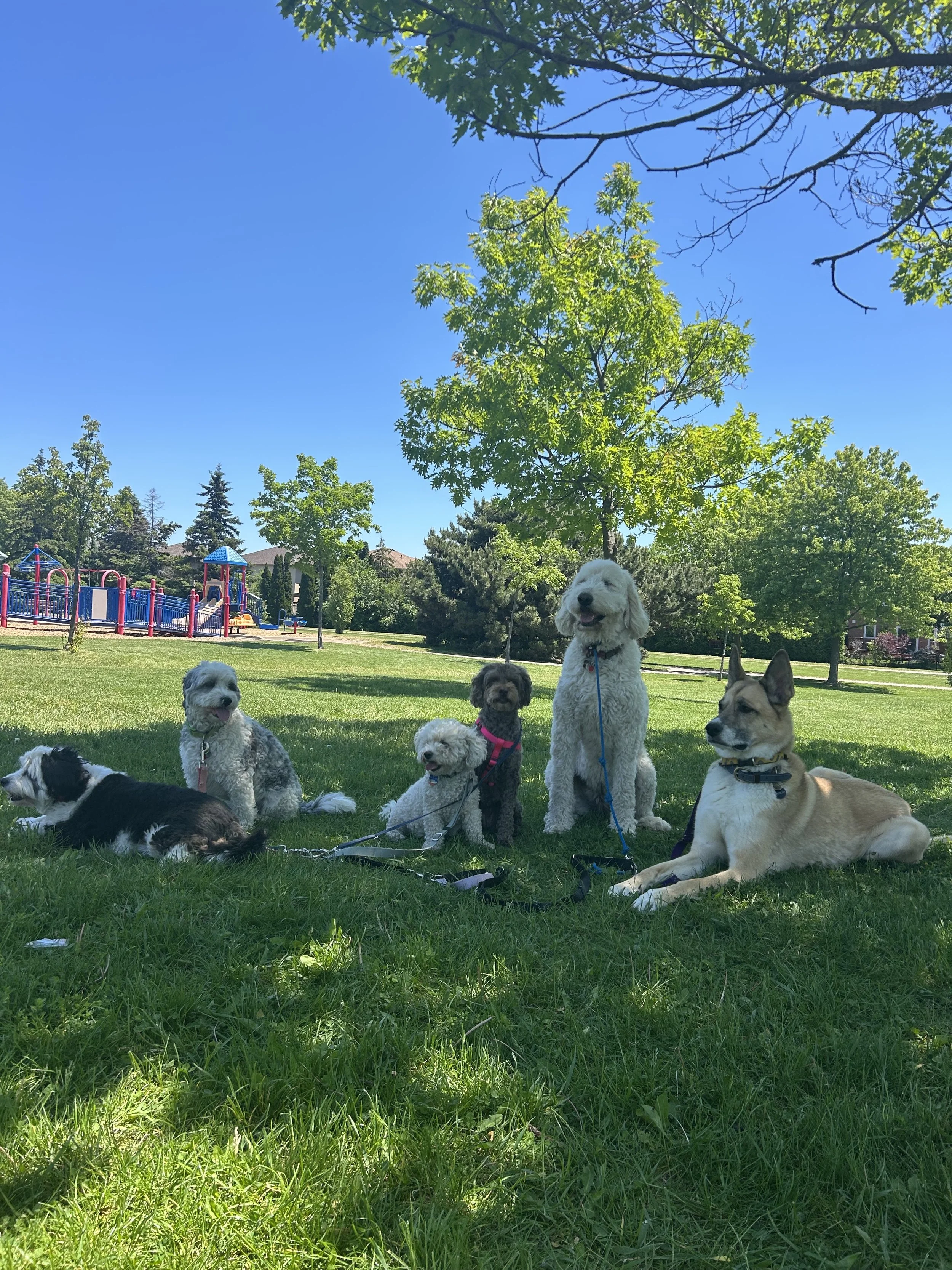 Five dogs in pack walk sitting together in an Oakville park during a group dog walk with Pooch and Boots