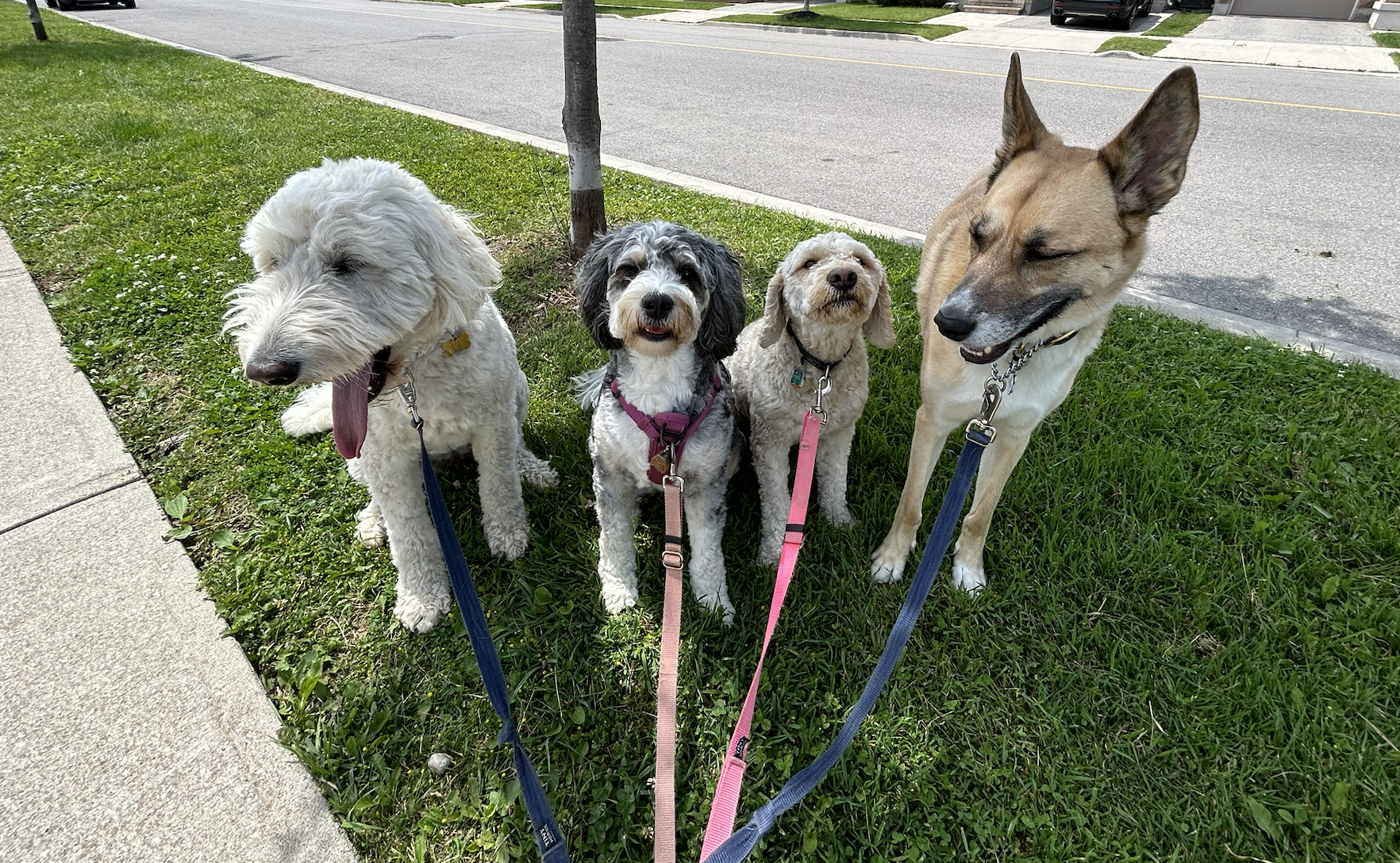 Small group of dogs on leash during a group dog walk in Oakville Ontario with Pooch and Boots