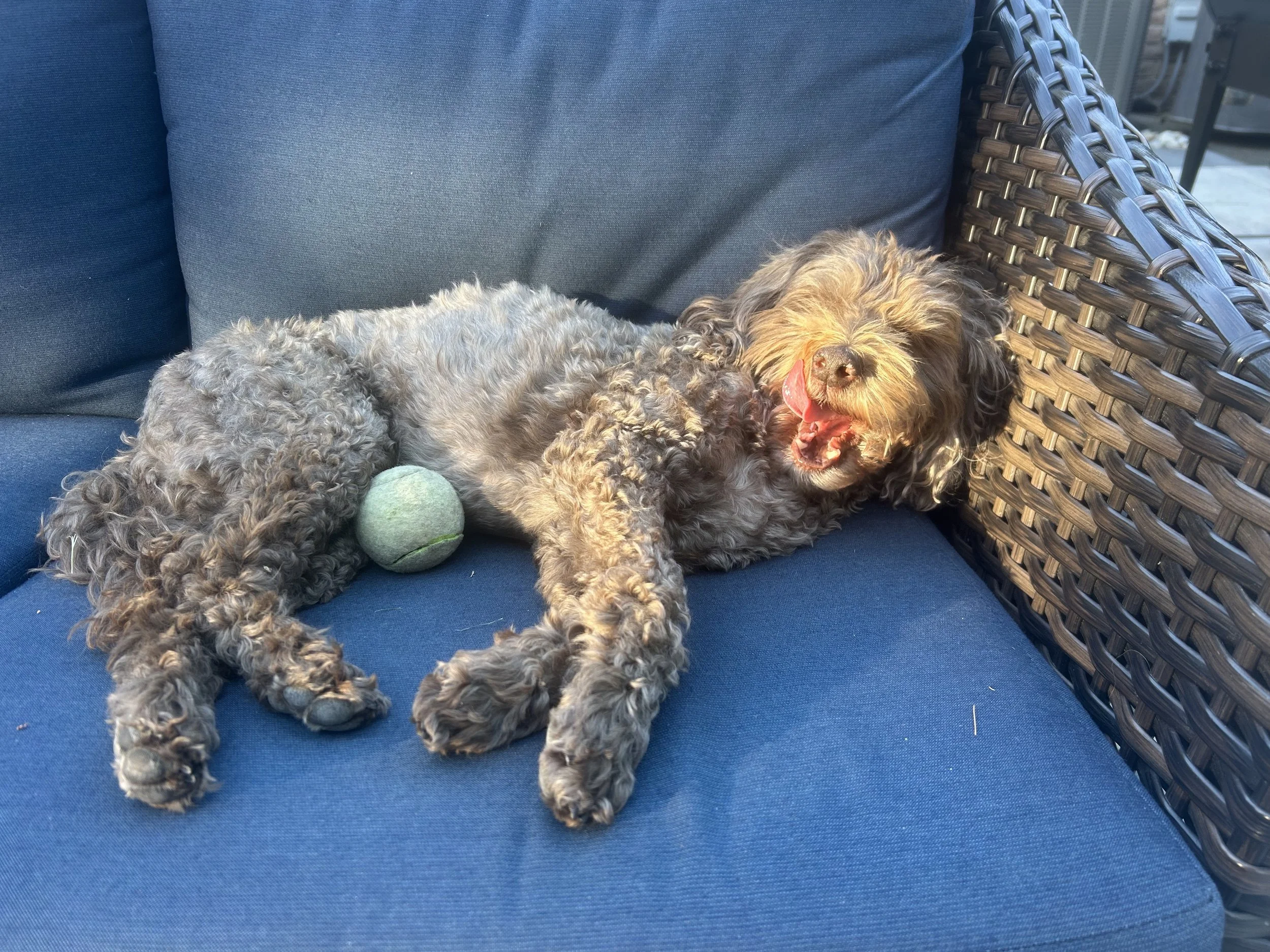 Happy tired dog resting after a dog walk with Pooch and Boots in Oakville Ontario