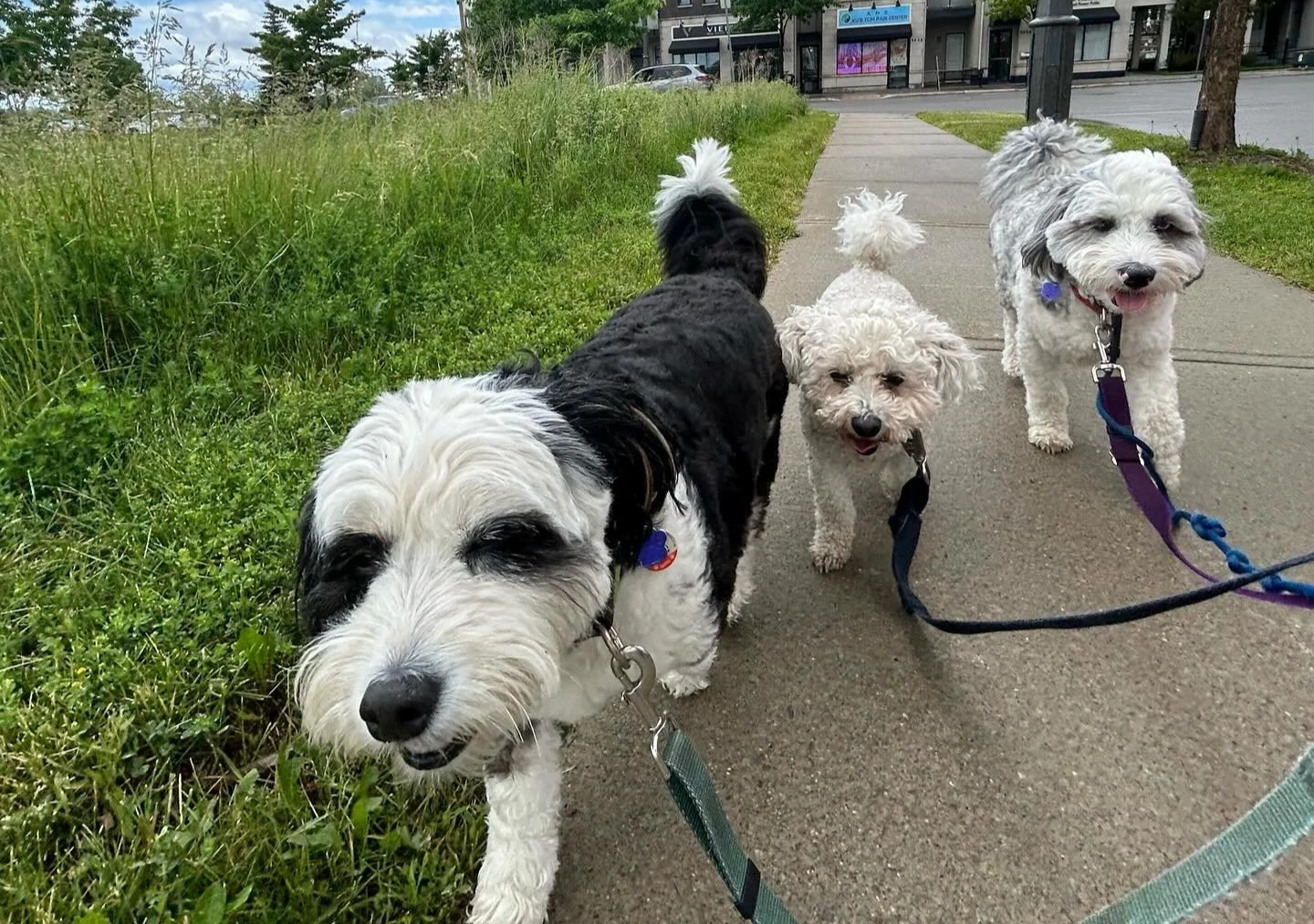Group of dogs walking on leash through an Oakville neighbourhood with Pooch and Boots dog walking