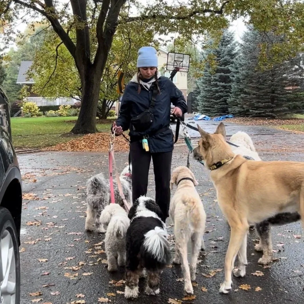 Sarah owner of Pooch and Boots professional dog walker in Oakville Ontario walking a group of dogs on leash