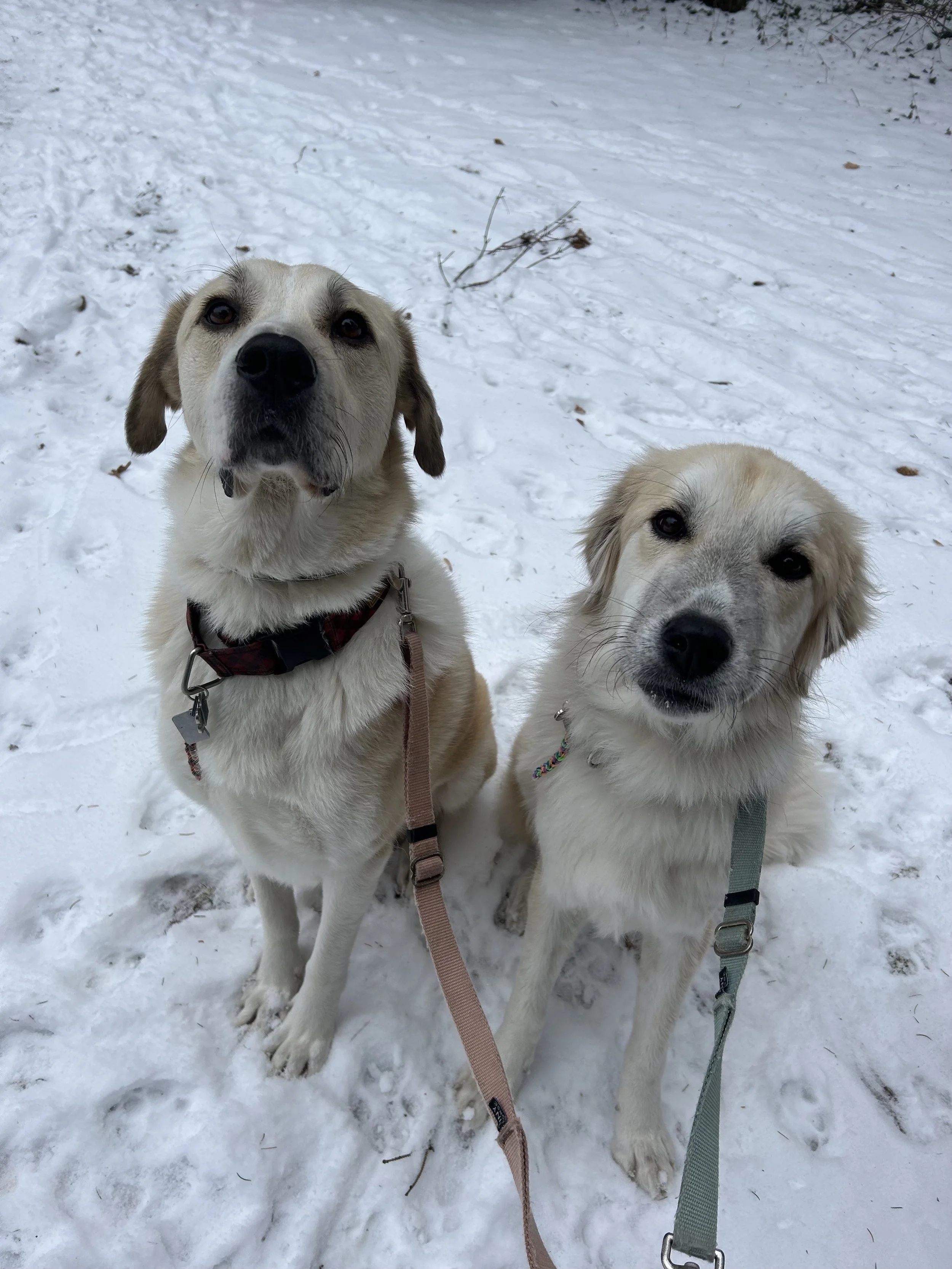 Two dogs on leash during a semi-private neighbourhood dog walk in Oakville Ontario with Pooch and Boots