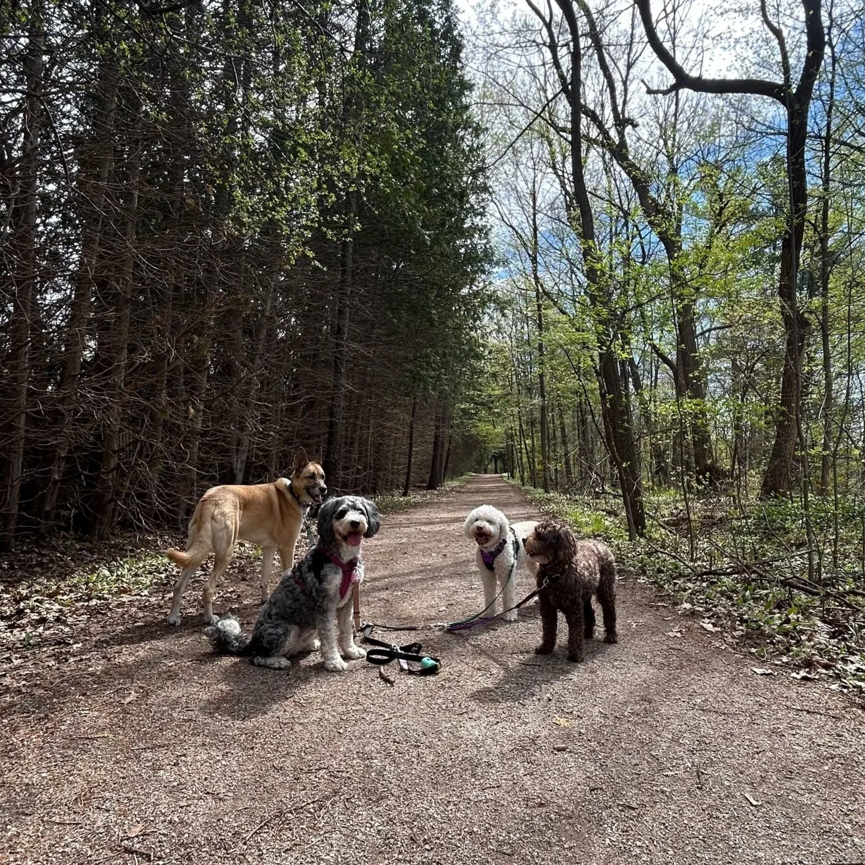 Group of dogs on leash walking a wooded trail in Oakville Ontario with Pooch and Boots dog walking