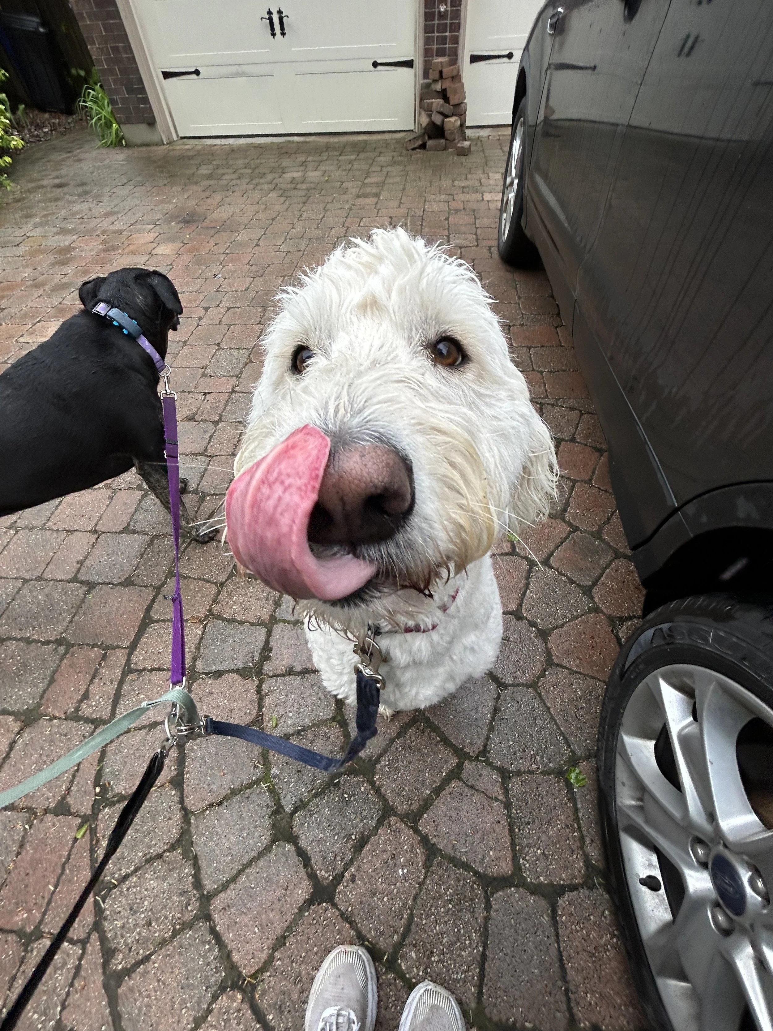 Happy goldendoodle and black lab on leash ready for a dog walk in Oakville Ontario with Pooch and Boots