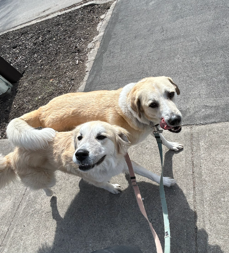 Two dogs on leash looking up during a semi-private dog walk in Oakville Ontario with Pooch and Boots