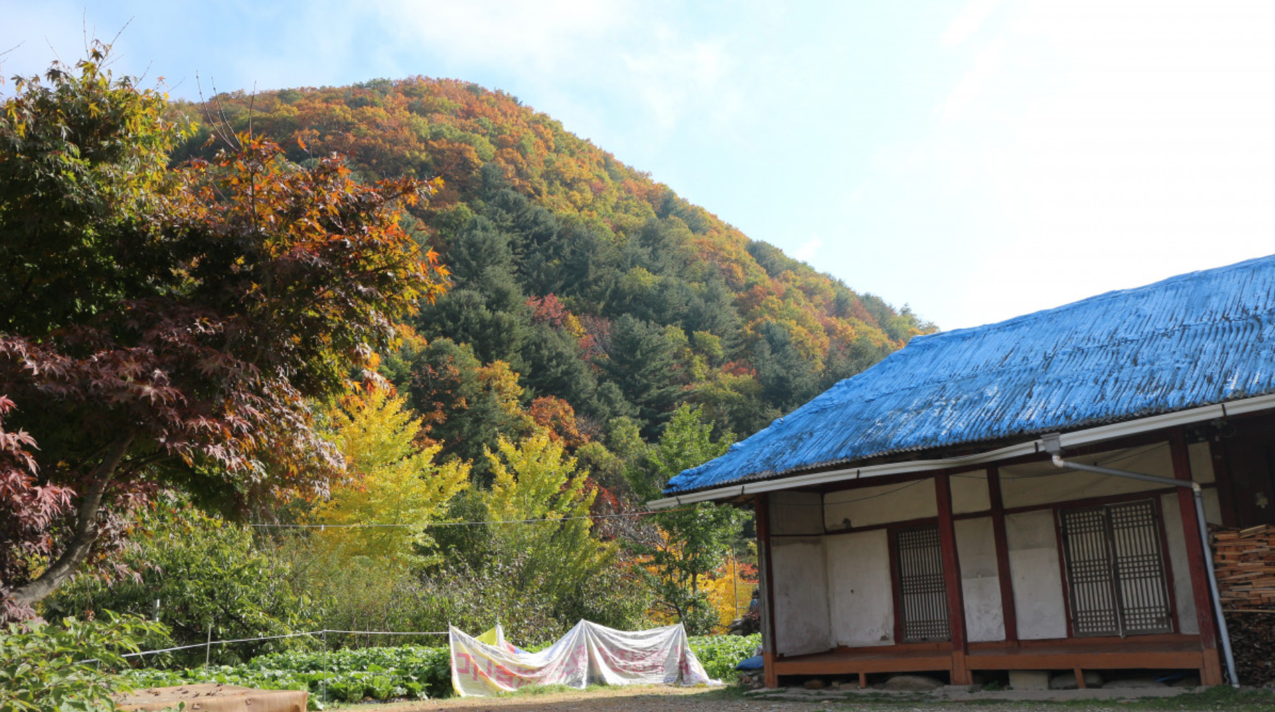 A rural Korean Blue Cottage