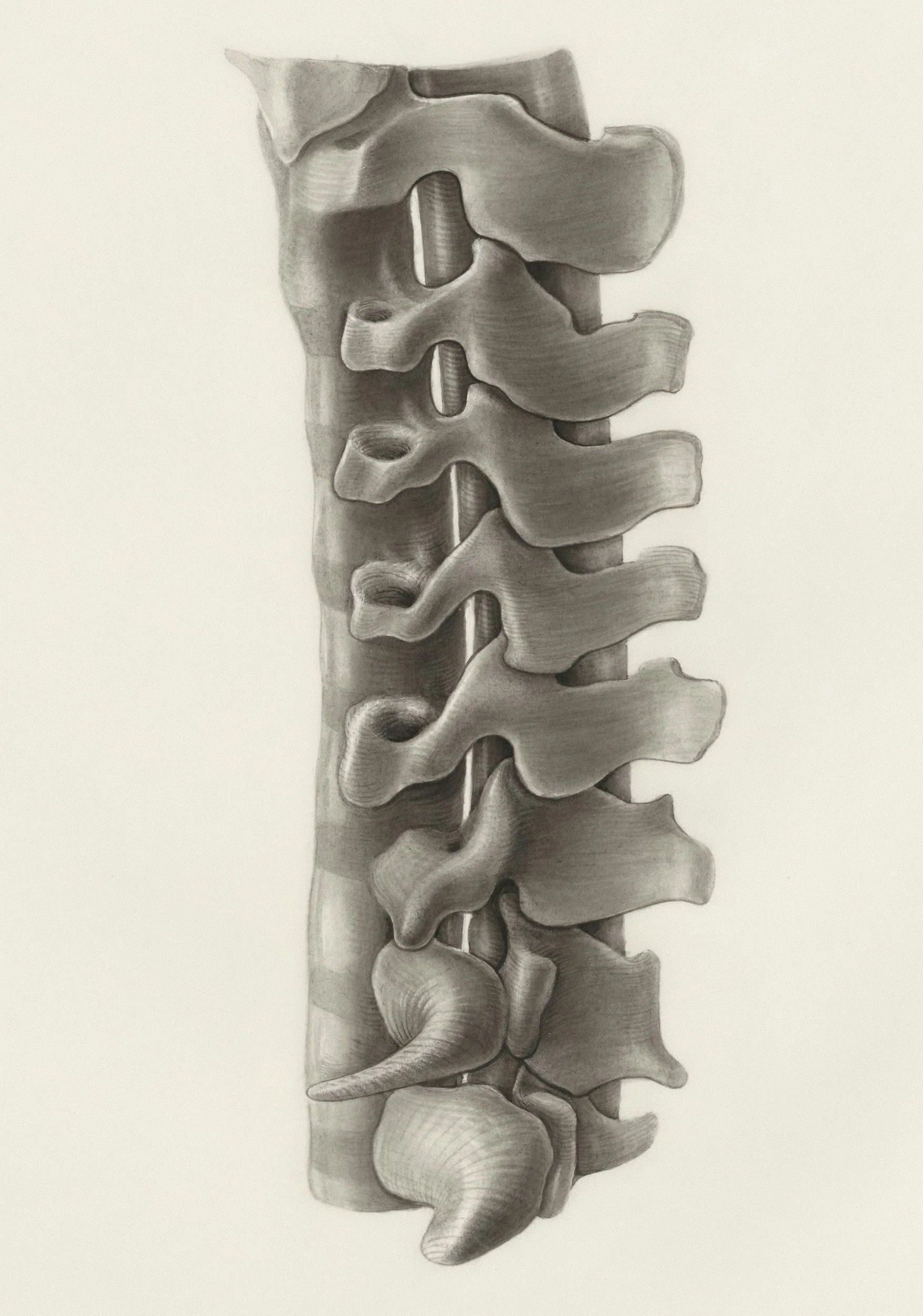 Black and white illustration of a detailed human spine showing vertebrae and a section of the lower spine, including the sacrum and coccyx.