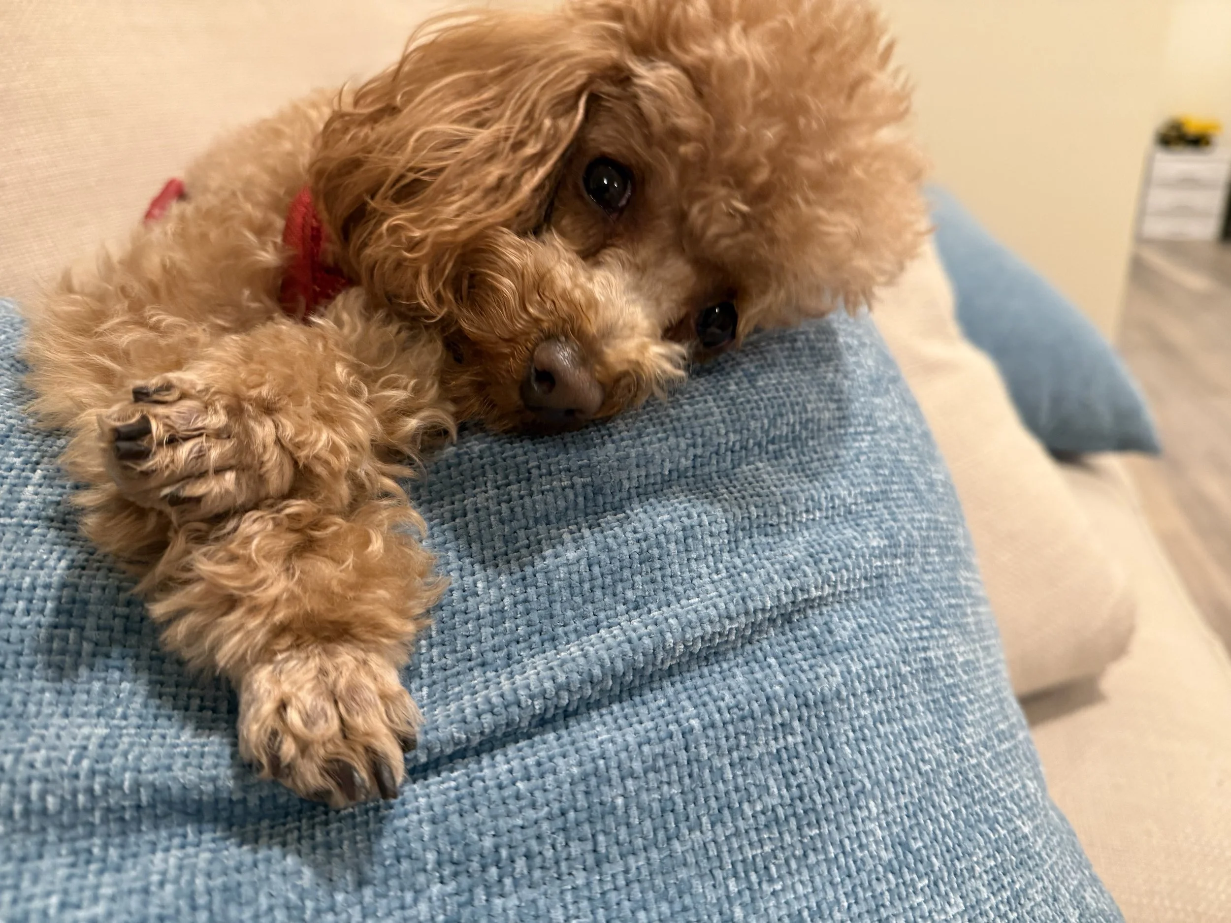 Toy poodle, mascot, emotional support