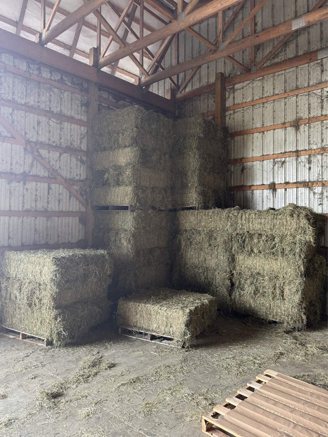 Inside a barn with hay bales stacked against the walls and on pallets, with some hay scattered on the floor.