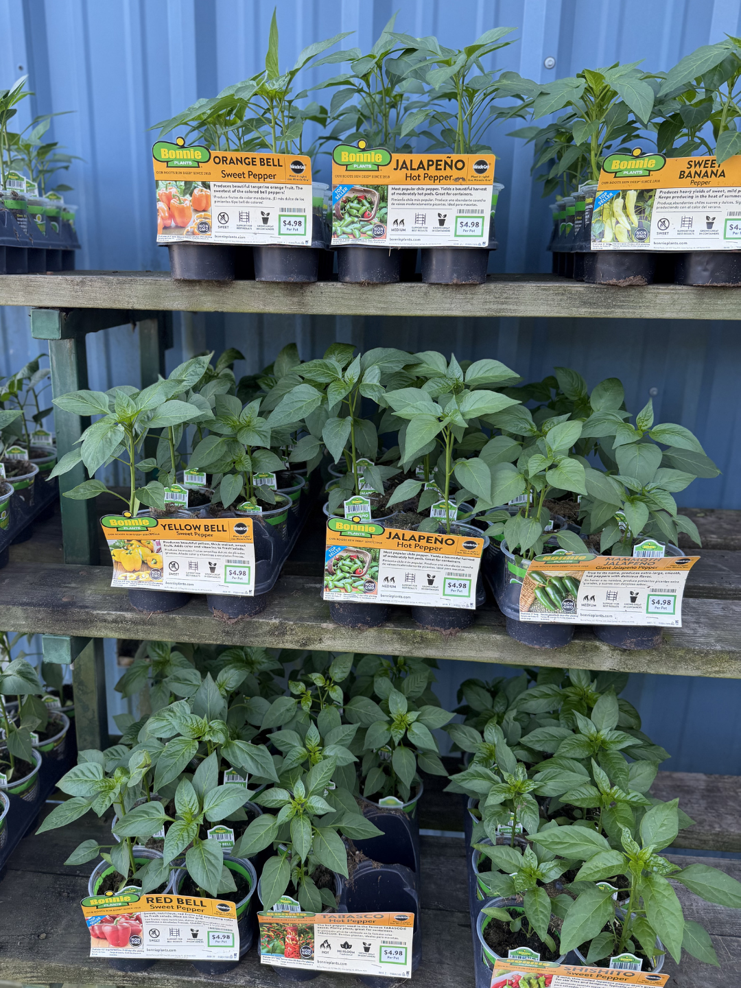 Rows of potted pepper plants including orange bell, jalapeño, sweet banana, yellow bell, red bell, and shishito varieties on wooden shelves at a nursery. Each plant has a label with name, image, and care instructions.