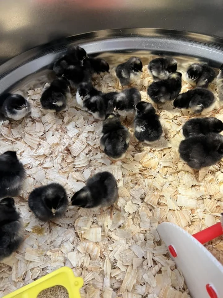Nest of black and yellow baby chicks on wood shavings in a pen.