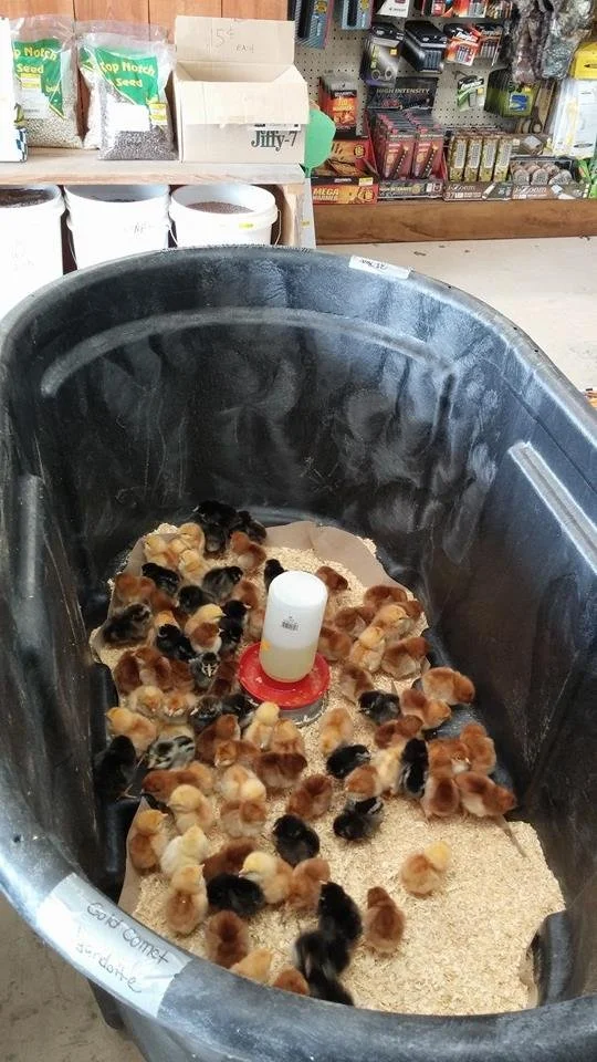 A large black plastic brooder tray with young chicks, some black, some yellow, and some mixed color, inside a store.