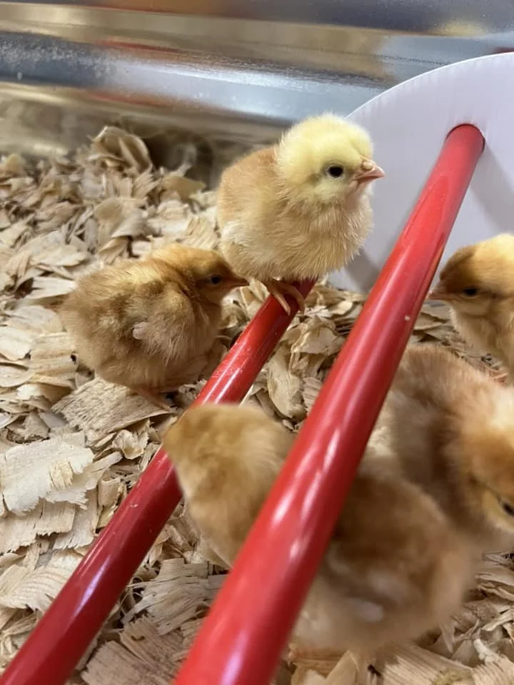 Several fluffy yellow baby chicks in a bedding of wood shavings, with red feeding or water tubes in a brooder.
