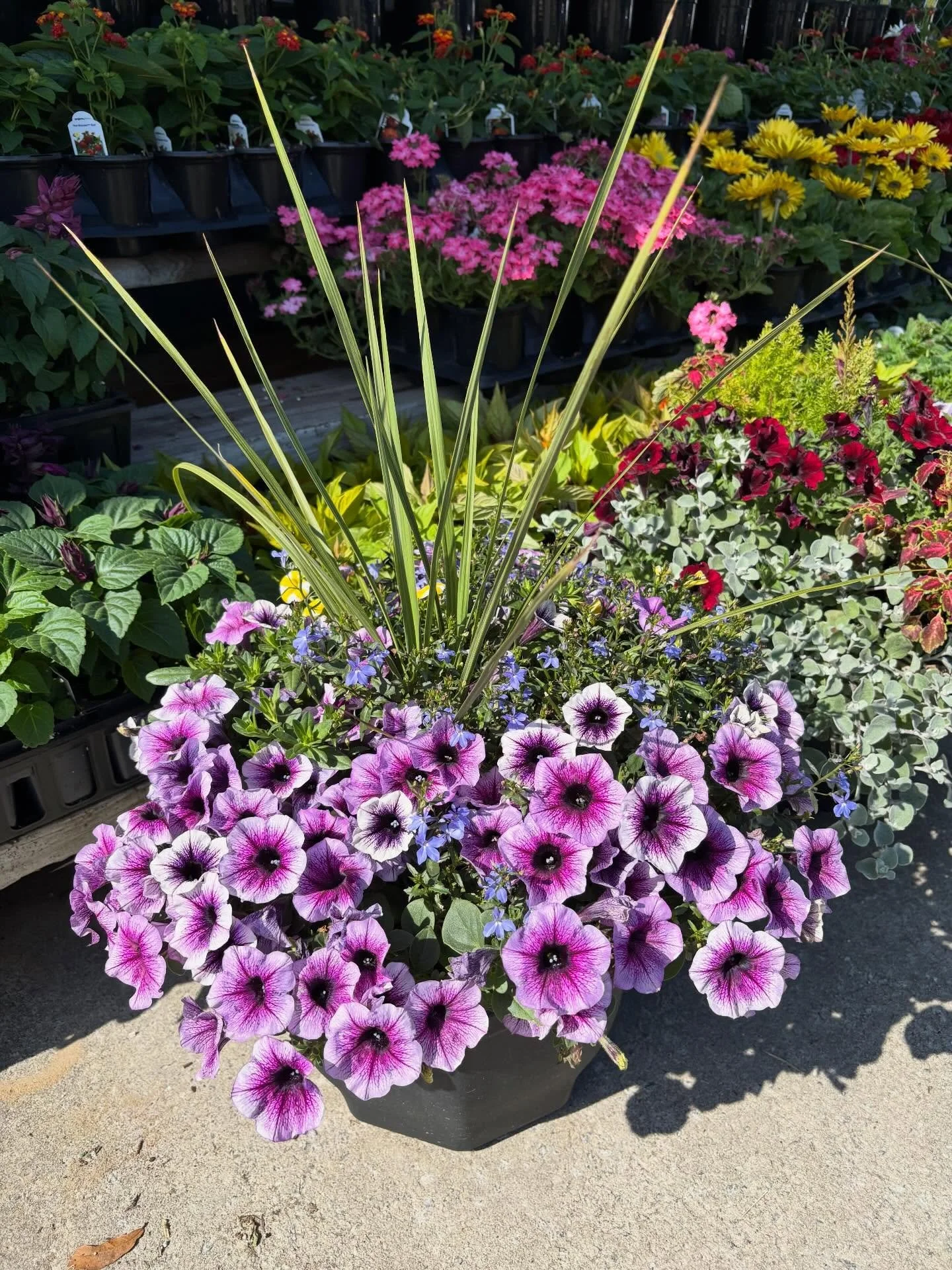 A black planter filled with purple and pink petunias and a tall, spiky green ornamental grass in the center. Background shows more pink, yellow, red, and green flowering plants in pots.