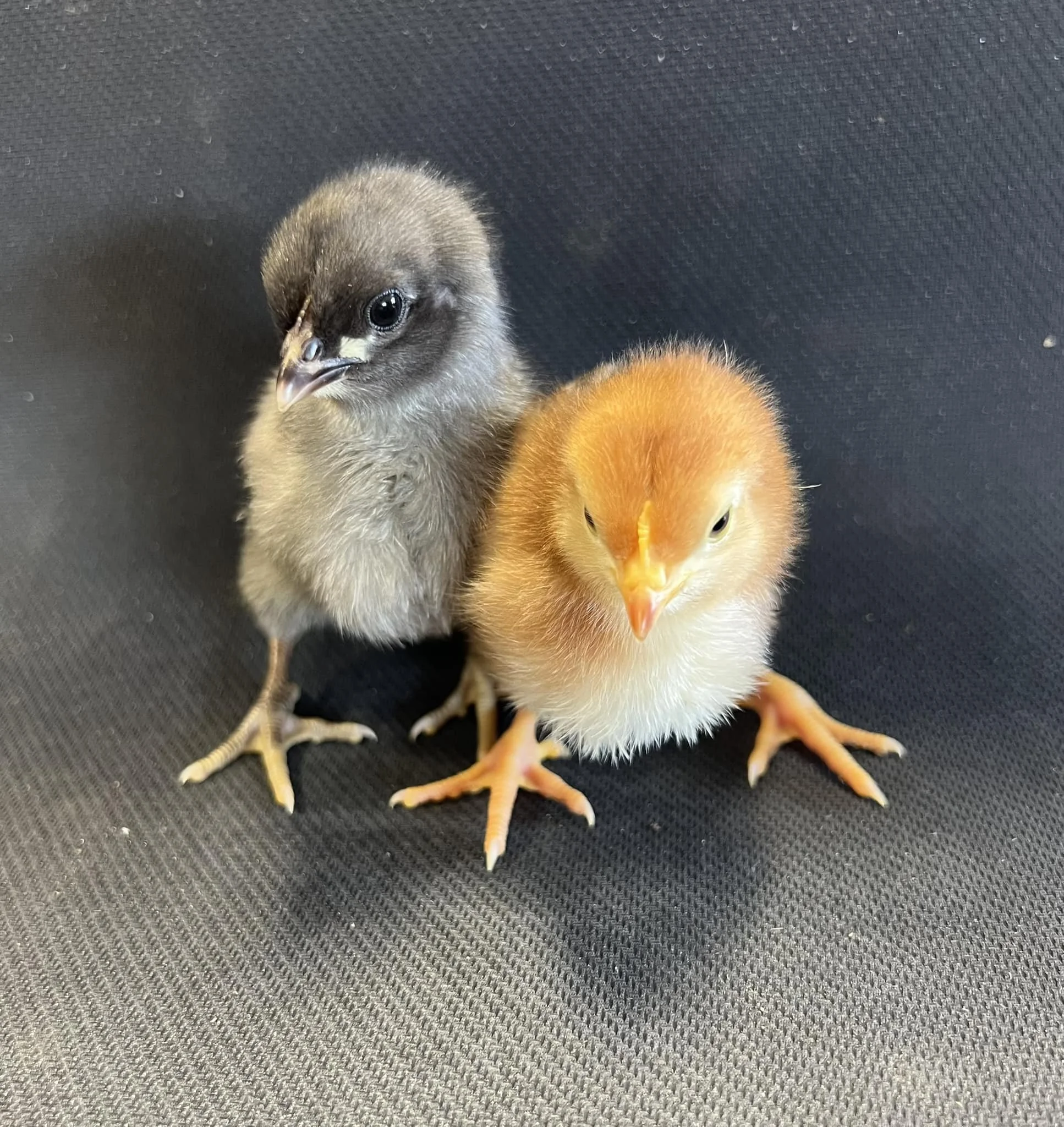 Two baby chicks, one gray and black, the other yellow and orange, standing on a dark textured surface.