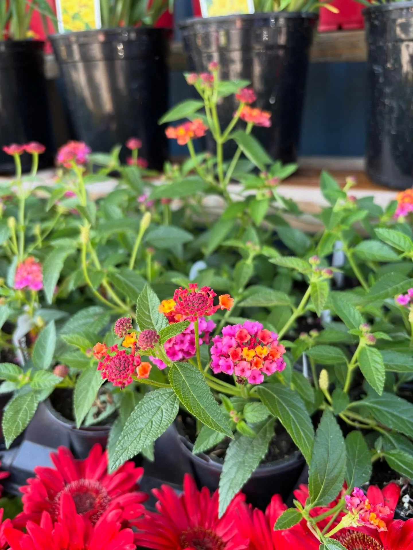Colorful flowering plants, including pink, orange, and red flowers, in black pots, on a wooden surface with a blurred background of additional black pots.