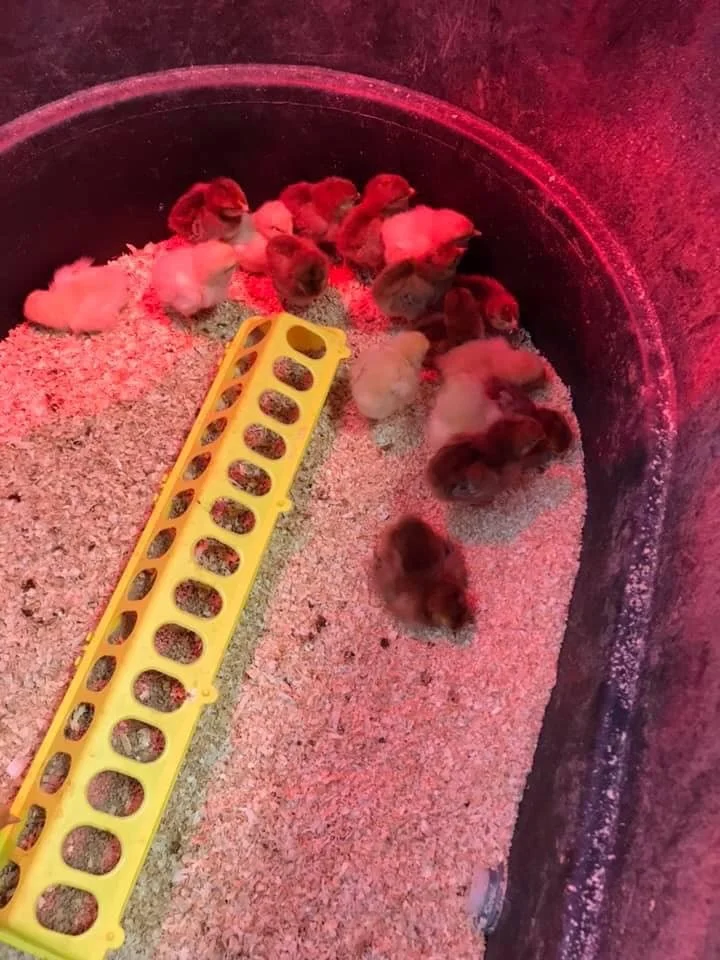 Group of baby chicks huddled together inside a container with a yellow feed tray.