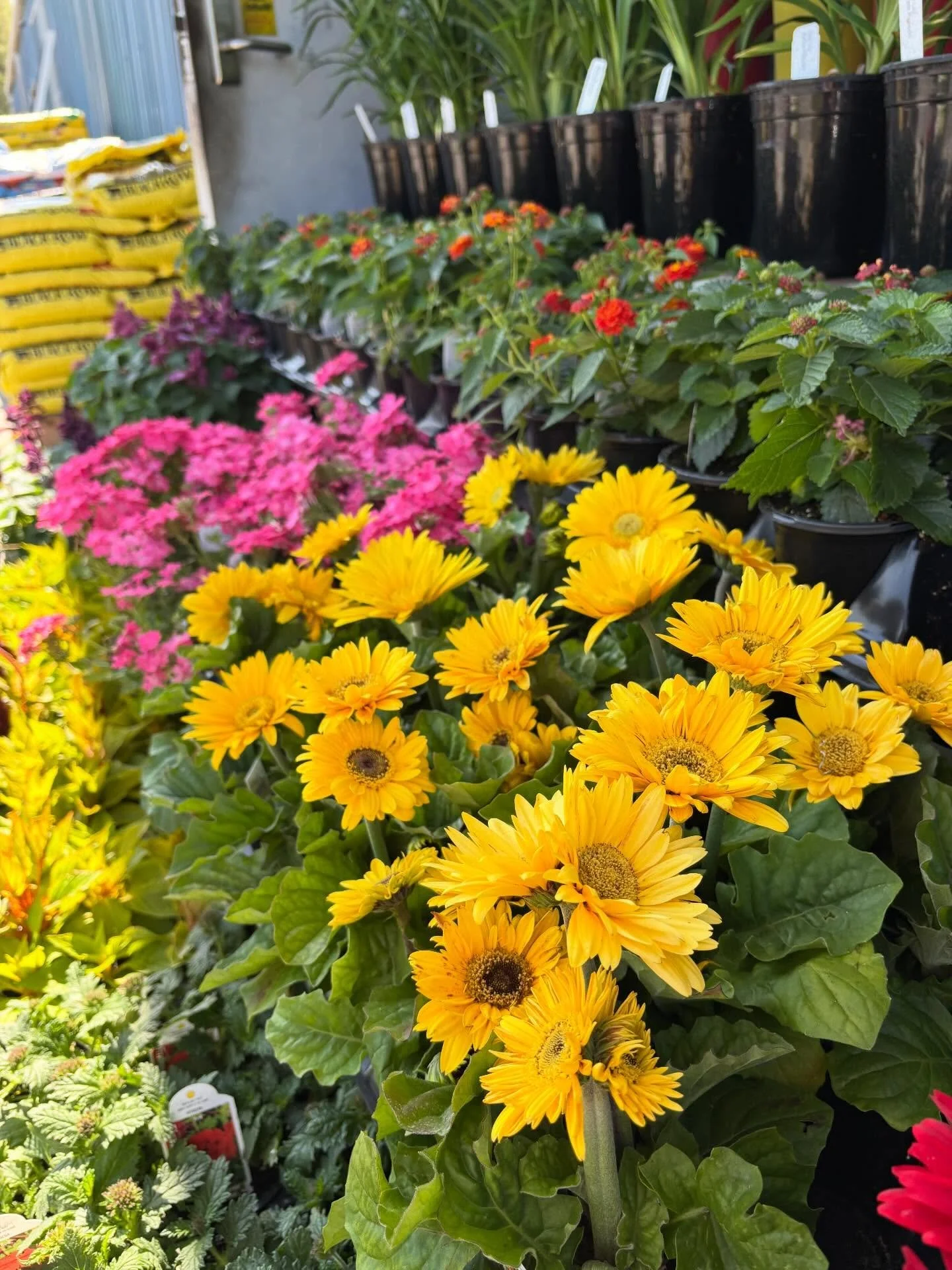 Colorful flowers in a garden center, including yellow daisies, pink kalanchoe, and red flowers, with potted plants and garden supplies in the background.