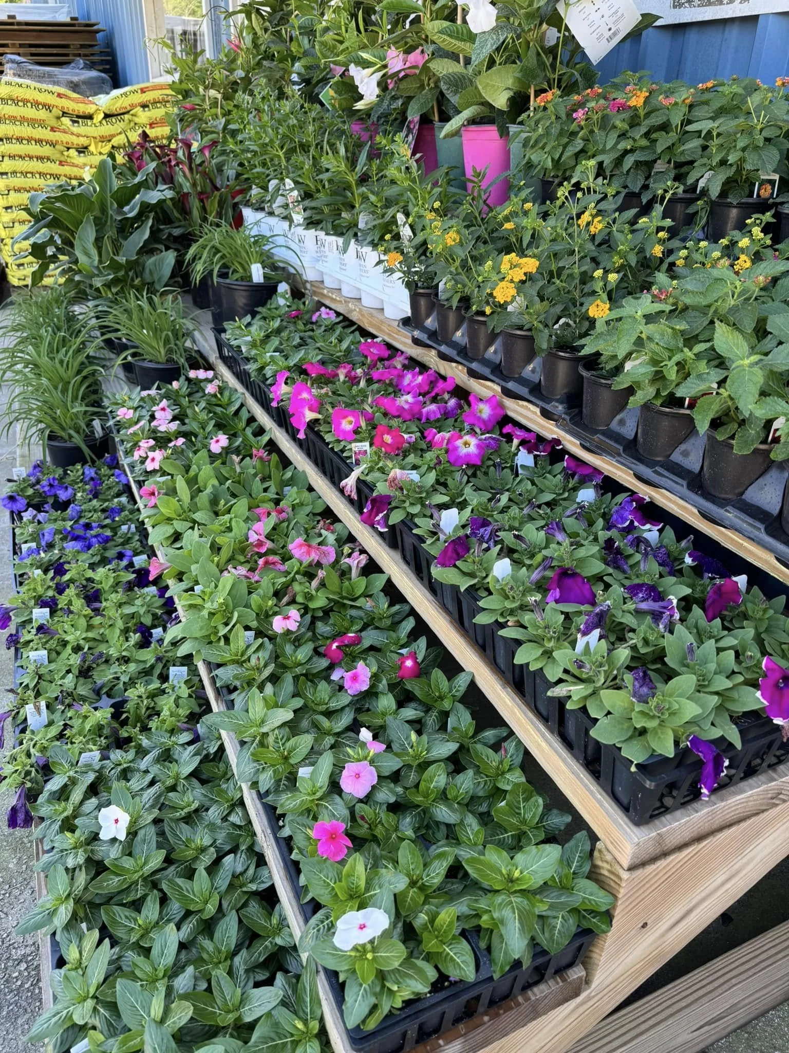 Colorful display of potted flowering plants with pink, purple, and white blooms on wooden shelves in a garden center.