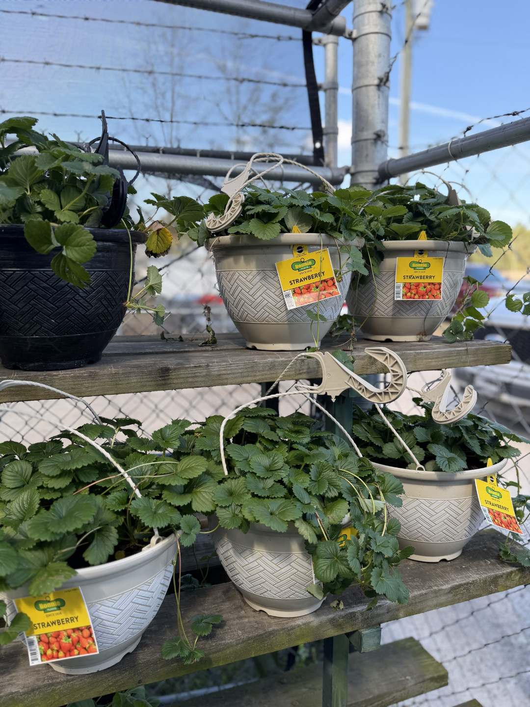 Potted strawberry plants on a wooden shelf, with some plants hanging over the edge, and a chain-link fence in the background.