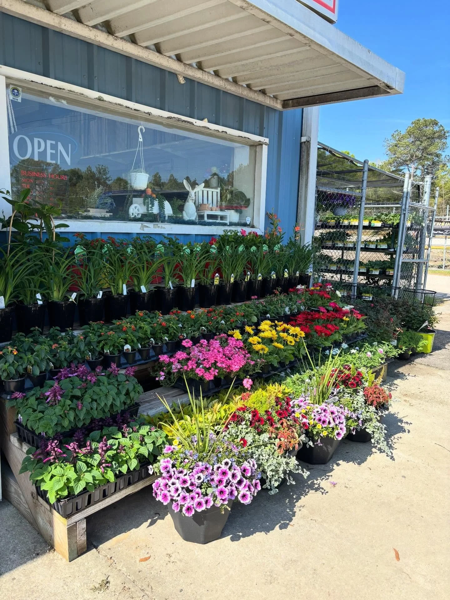 Display of potted colorful flowers outside a garden center with a blue building and a large window showing a rabbit figurine and a white sign that says "Open". Clear blue sky and trees in the background.