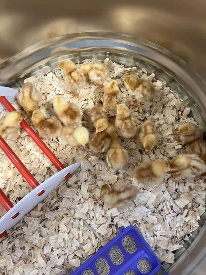 A group of baby chicks in a brooder with wood shavings, red heat lamps, and a blue feeder