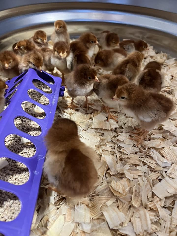 A group of baby chickens in a brooder with shredded wood shavings and a blue feeder filled with grains.