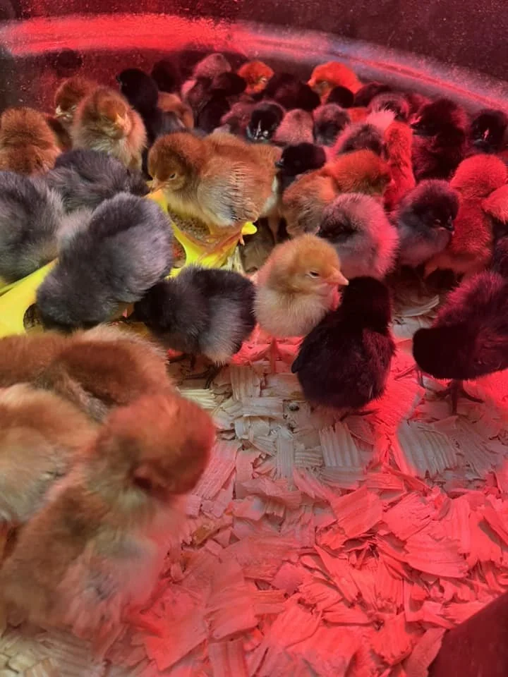 Many baby chicks in a brooder under red light, resting and alert on wood shavings.