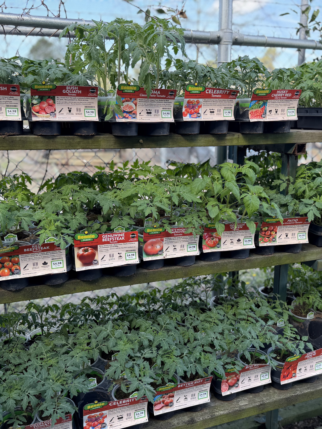 Various potted tomato plants on shelves in a greenhouse, labeled with tags indicating different tomato varieties such as Bush Goliath, Celebrity, Genuine Beefsteak, and Better Boy.