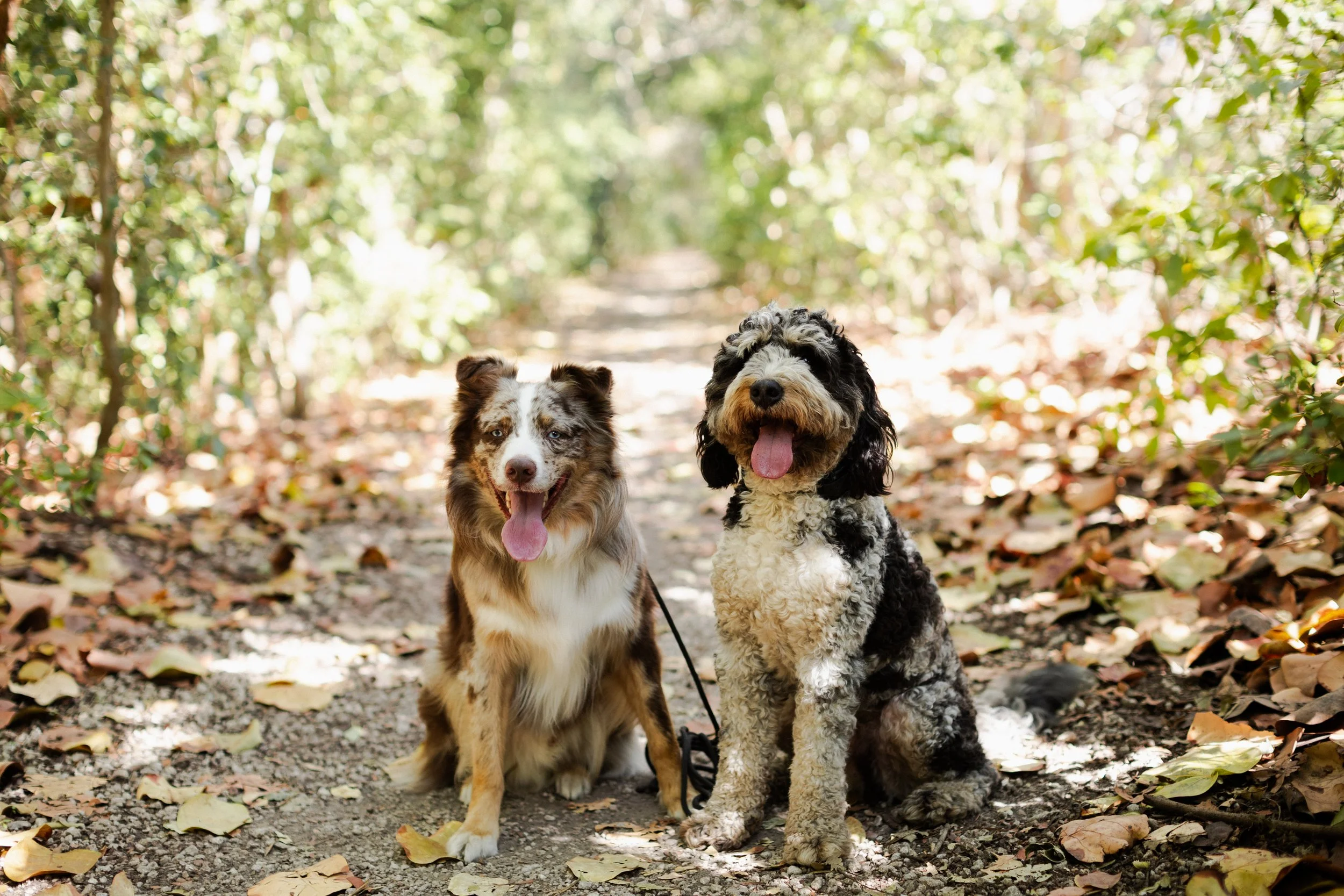 Two dogs sitting on a dirt path in a wooded area with fallen leaves, smiling and panting in the sunlight.